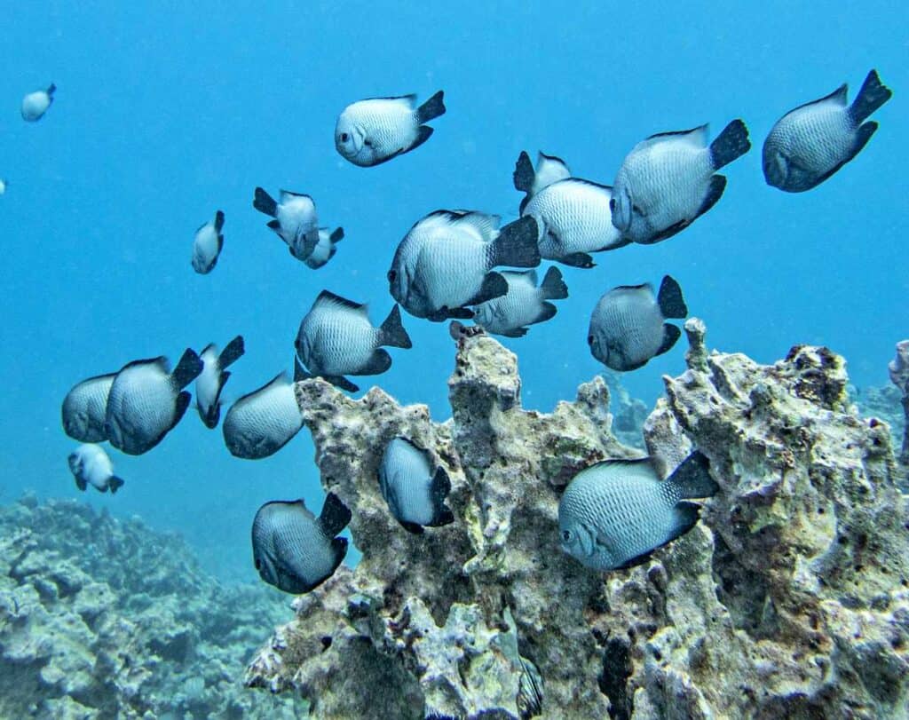 School of Hawaiian Dascyllus fish which are endemic to Hawaii.