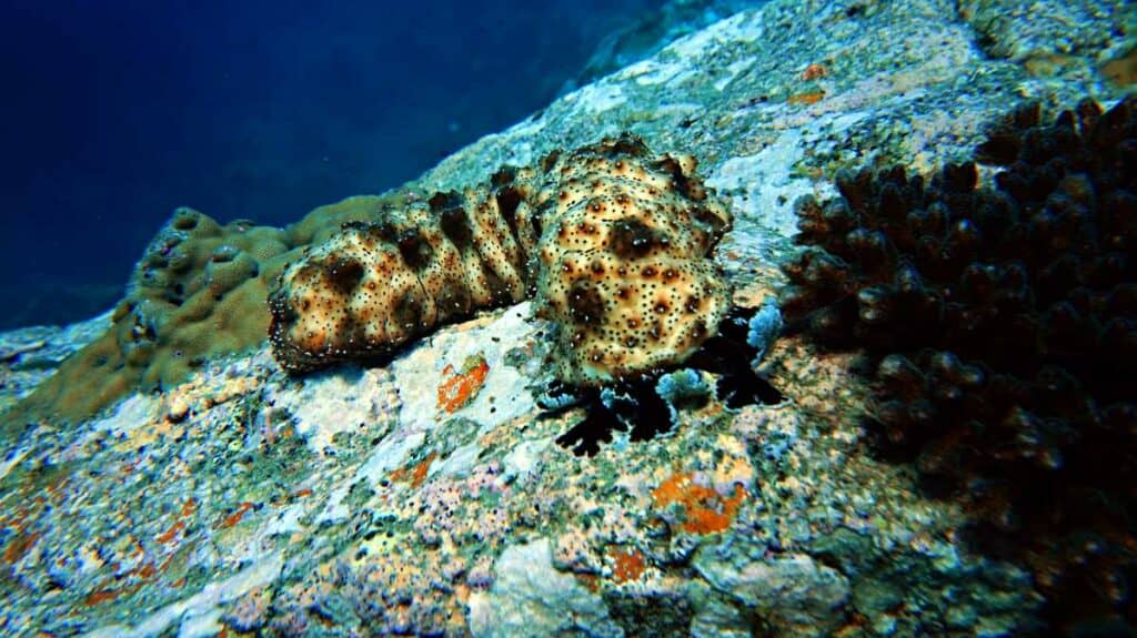 Sea cucumber on the coral reef