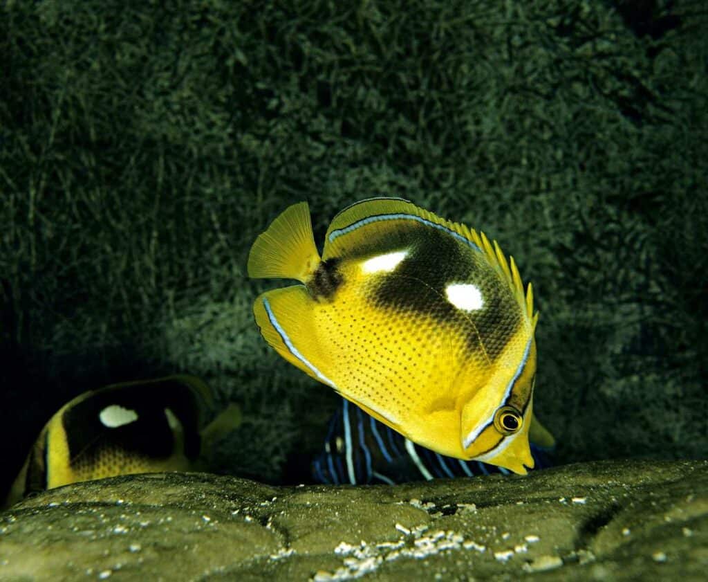 Fourspot Butterfly Fish