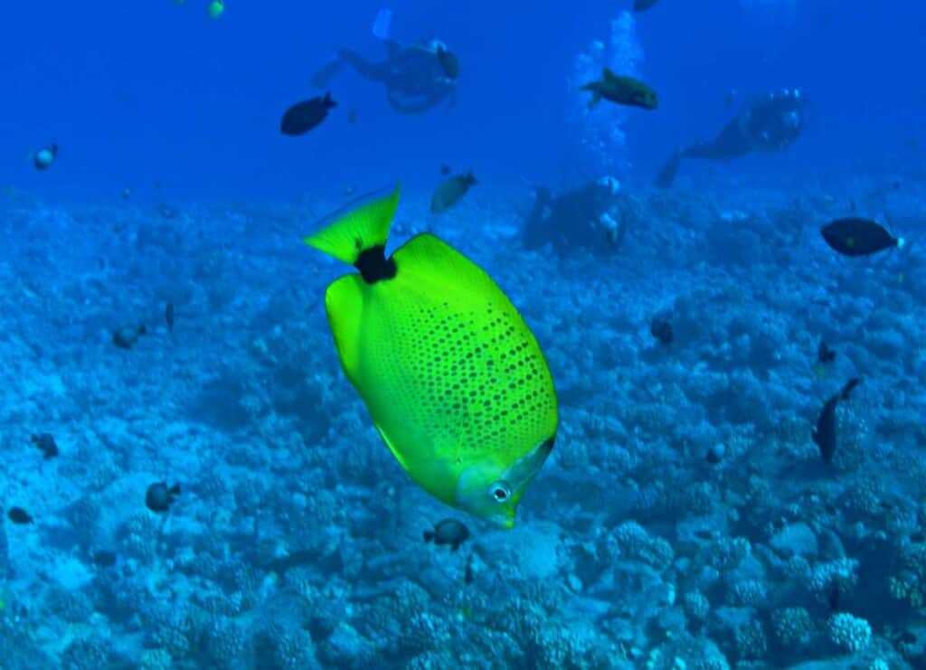 Milletseed Butterfly Fish at Molokini Crater