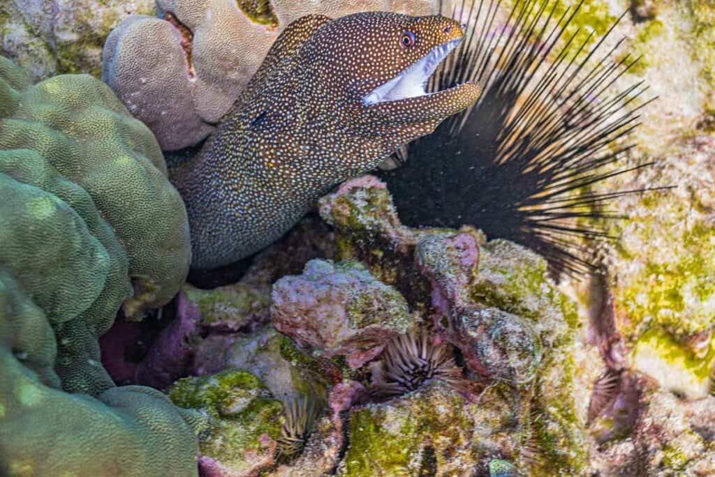 Moray eel hiding in coral reef in Hawaii's waters