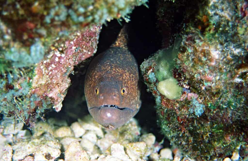 A tropical brown Moray Eel peering out 