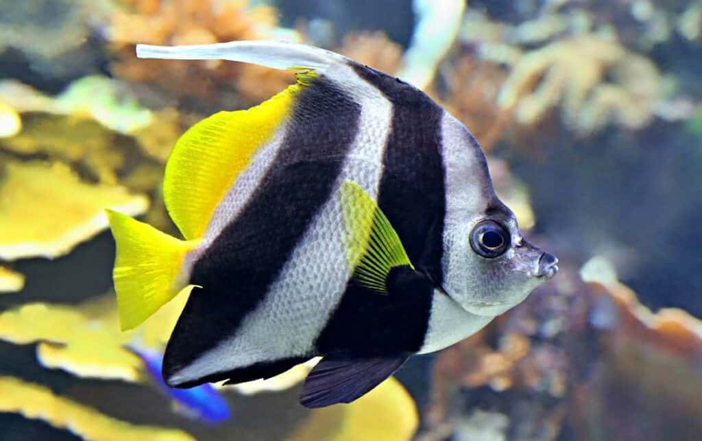 Pennant  butterflyfish in Hawaii's coral reef 