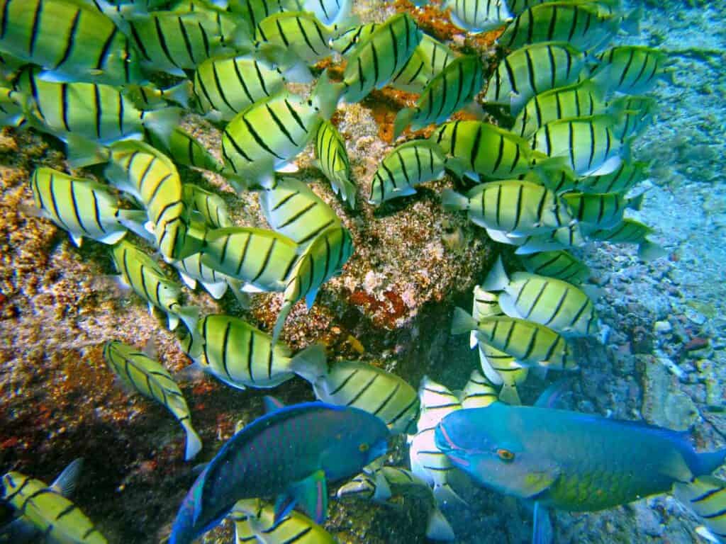 Convict tangs in a coral reef near Lahaina, Maui, Hawaii
