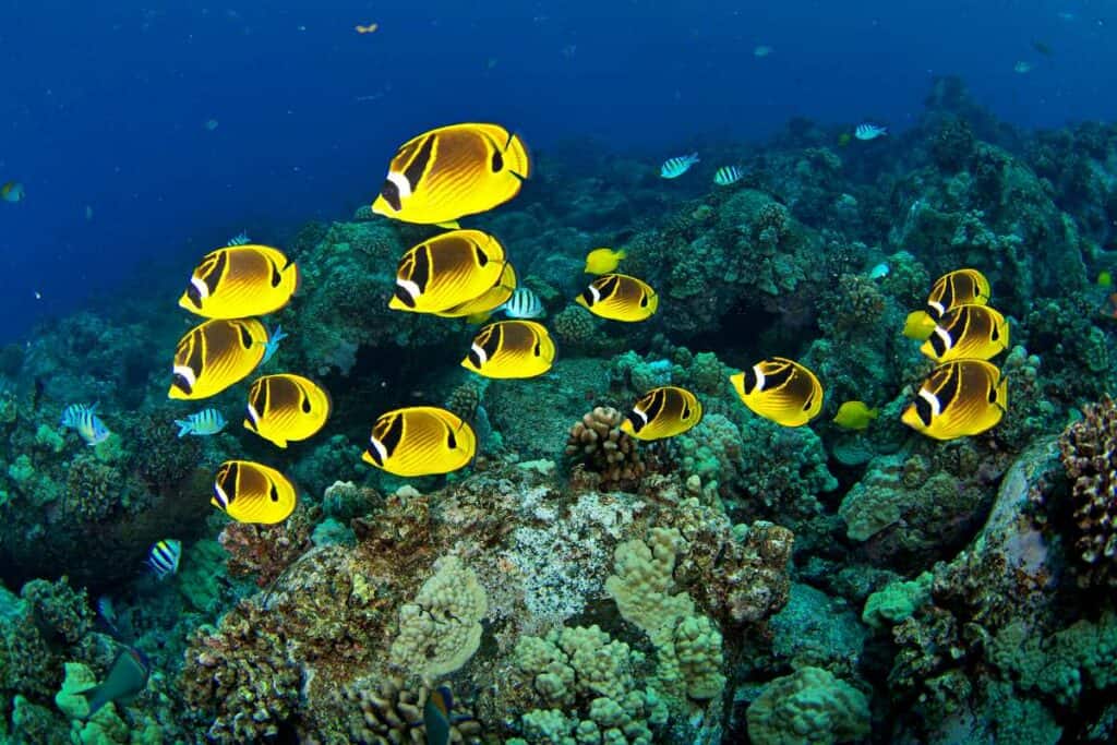 Raccoon butterfly fish in the coral reefs on West Oahu, Hawaii