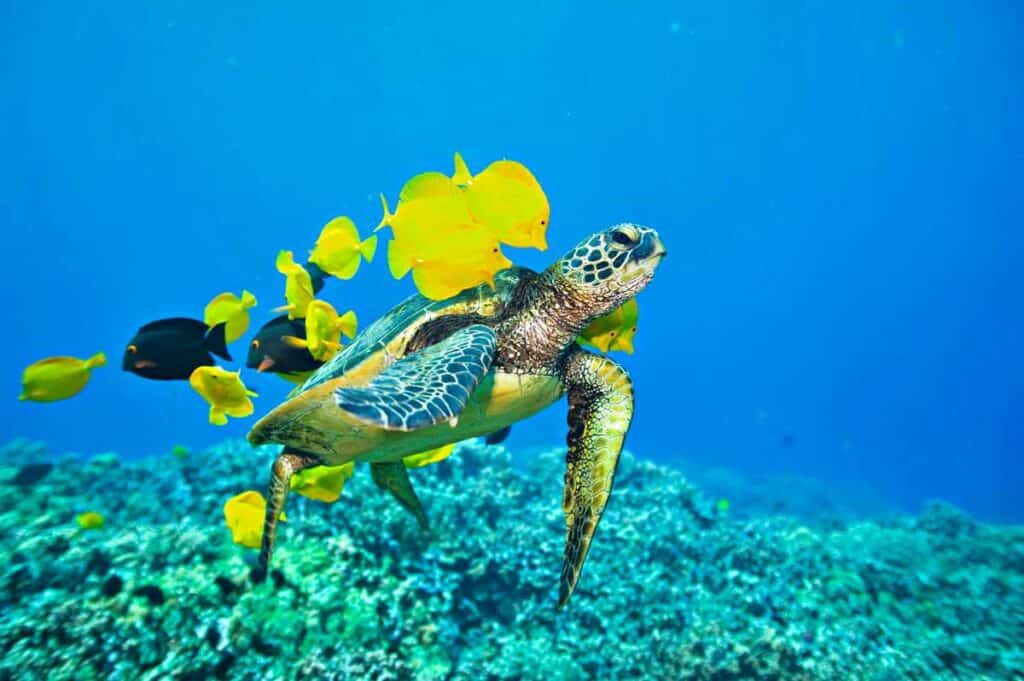 Green sea turtle being cleaned by yellow tangs in the coral reefs near Lahaina, Maui, Hawaii