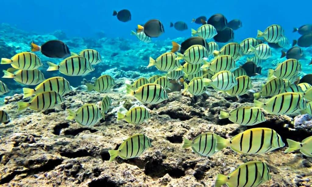 School of yellow striped convict tang reef fish in Hawaii