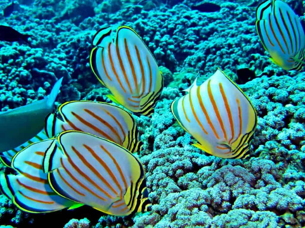 School of tropical butterfly fish eating on coral reef