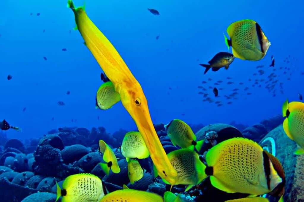 A yellow trumpet fish with a school of millet seed butterfly fish