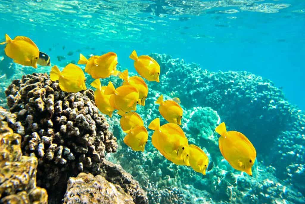 School of yellow tangs in the crystal clear waters near Lahaina, Maui, Hawaii