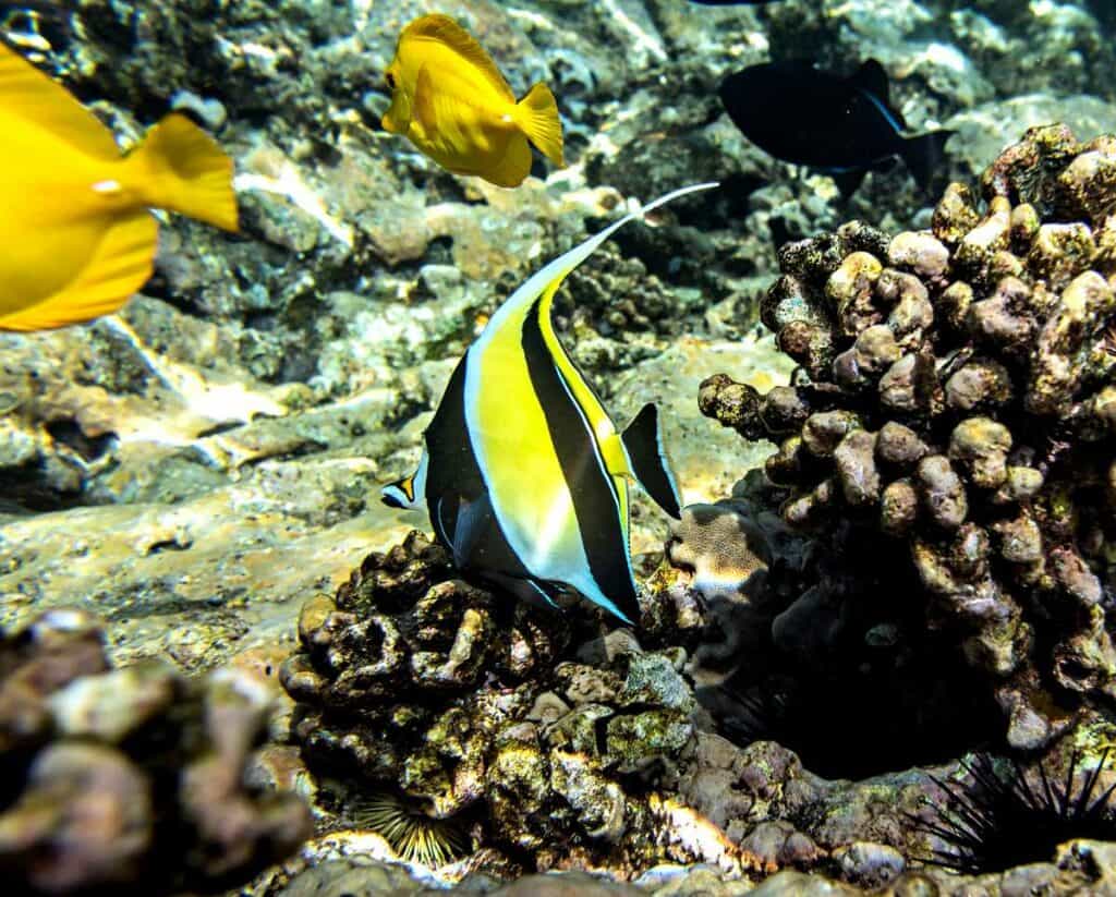 Beautiful Moorish Idol fish in the coral reefs near Lahaina, Maui, Hawaii