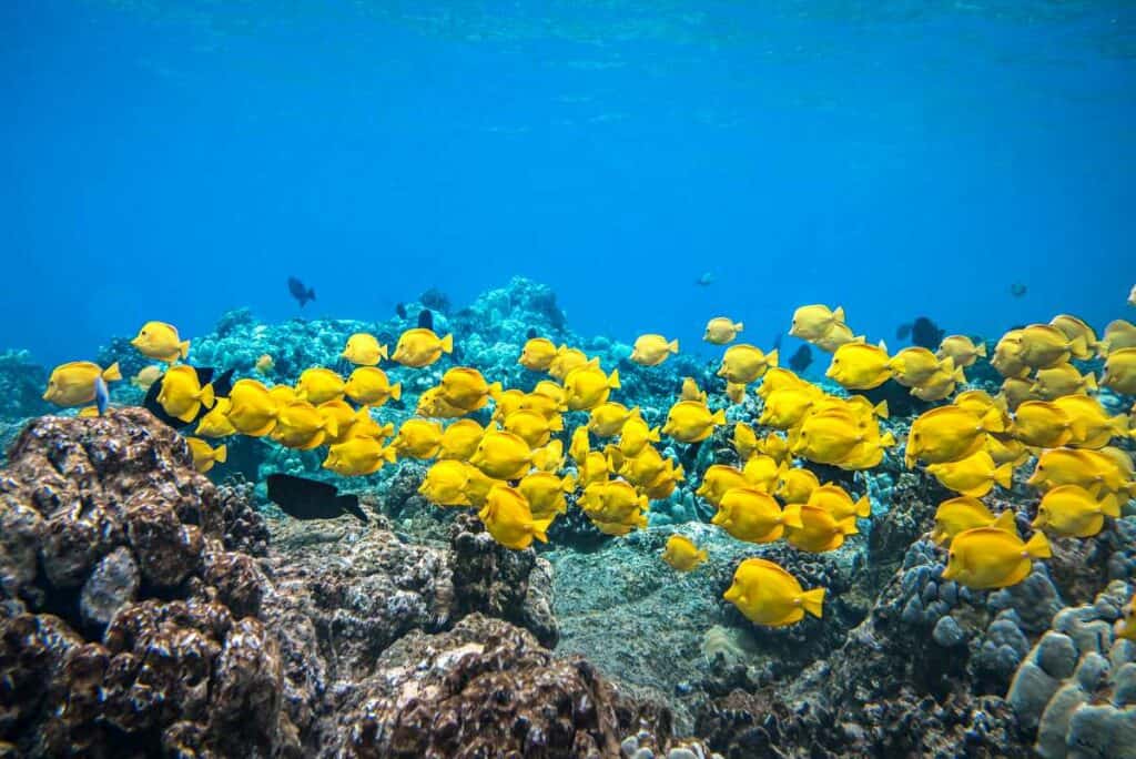 School of yellow tangs in the coral reef while snorkeling in Lahaina, Maui, Hawaii