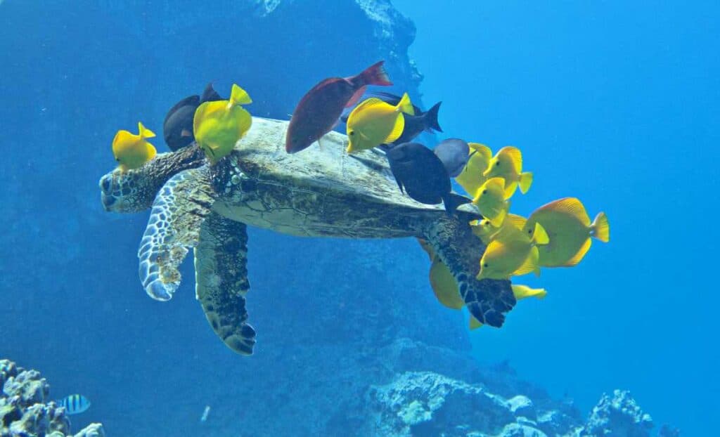 Hawaiian Green Sea turtle at cleaning station.