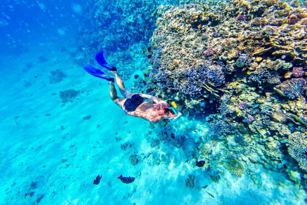Snorkeler diving along the brain coral reef near Lahaina, Maui, Hawaii