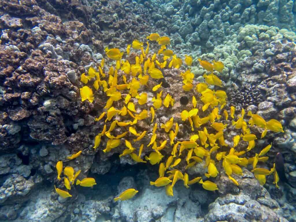 Yellow tangs in the coral reefs near Ko Olina Lagoons, one of the best Oahu snorkeling places on the west coast