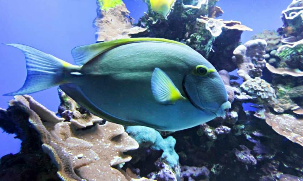 A parrotfish patrols a coral reef 