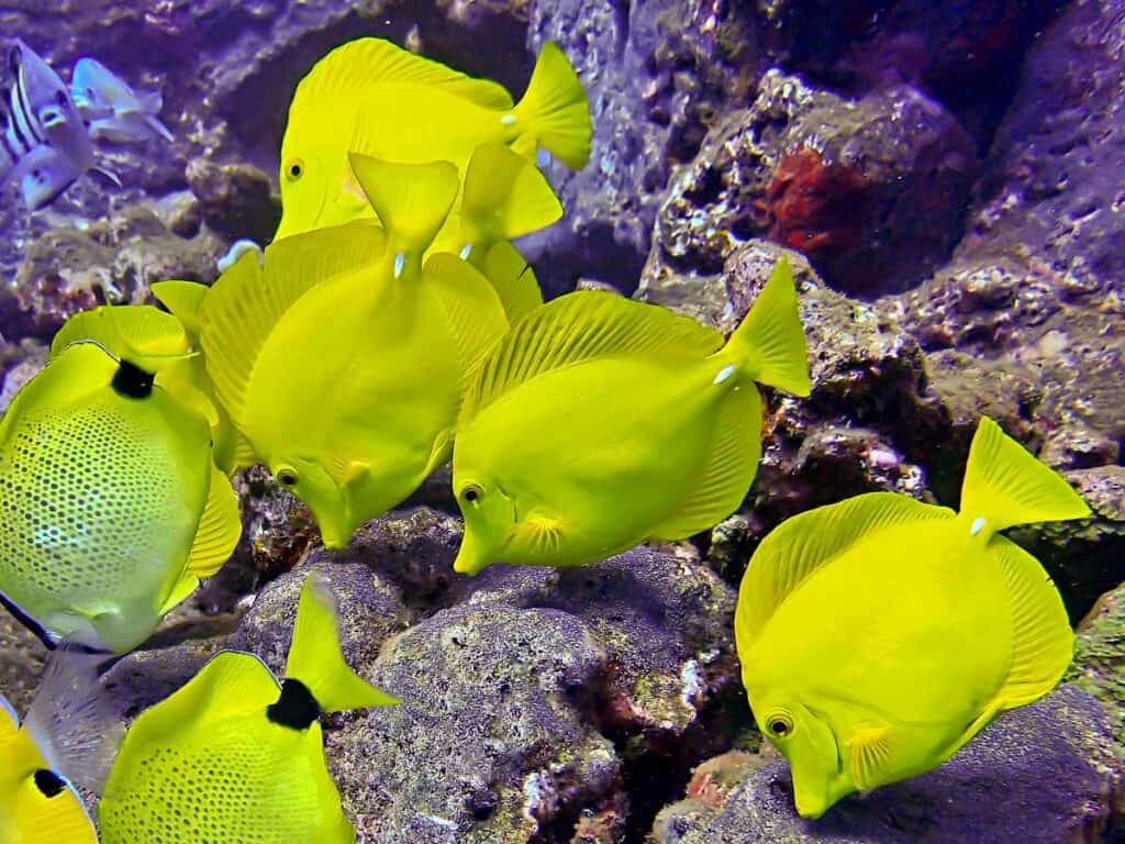 Yellow tangs in coral reef waters 