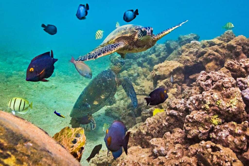 The endangered Hawaiian Green Sea Turtle cruising in warm waters