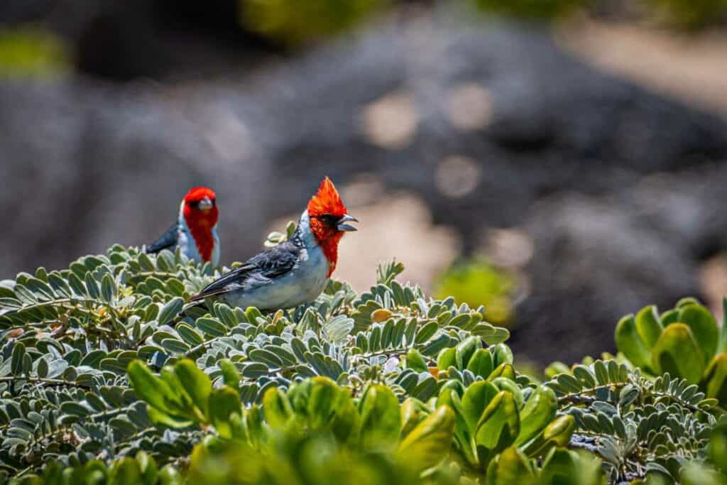 Red crested cardinals in Oahu Hawaii