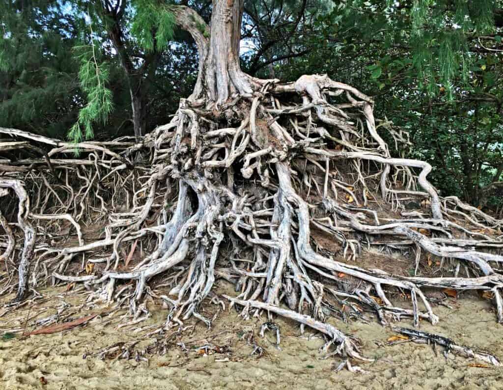 Exposed roots of trees at Ke'e Beach in Kauai, HI