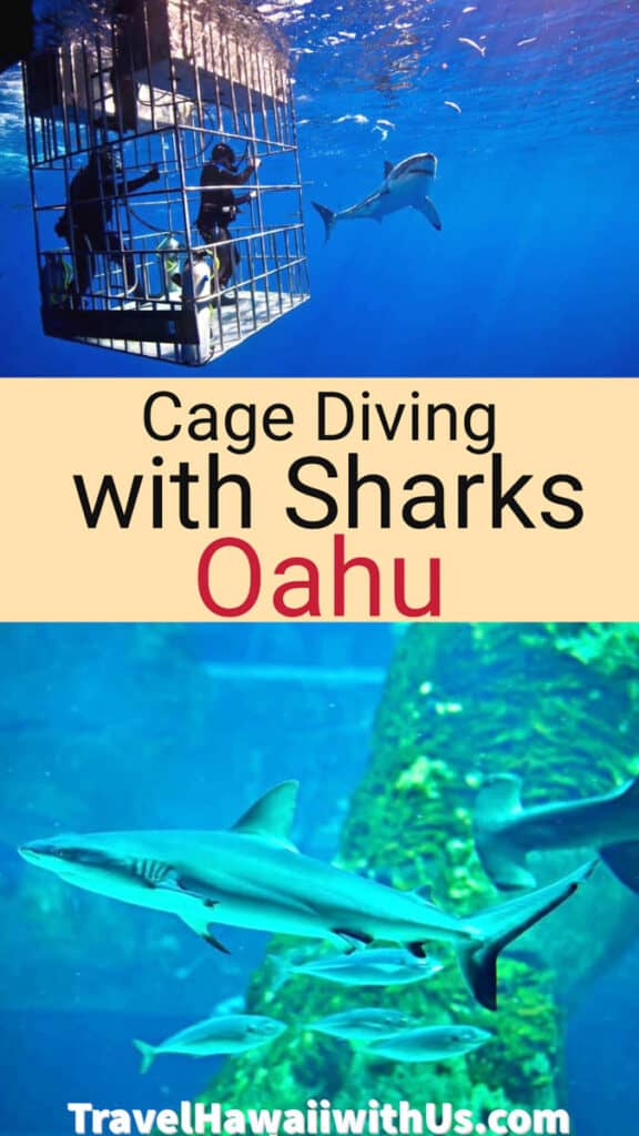 Discover how to cage dive with sharks on the north shore of Oahu, Hawaii! Best tours + tips.