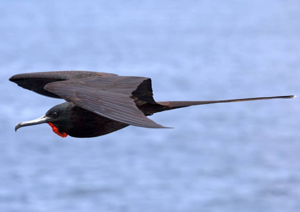 Frigate bird male in flight