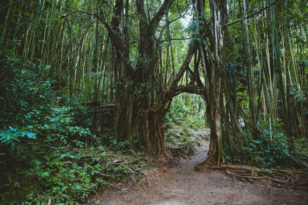Manoa Falls Trail in Oahu, Hawaii