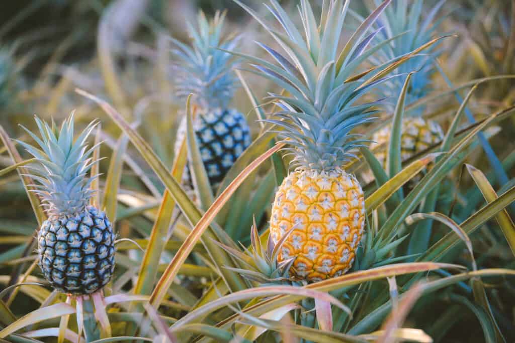Pineapples growing at the Dole Plantation in Oahu, HI