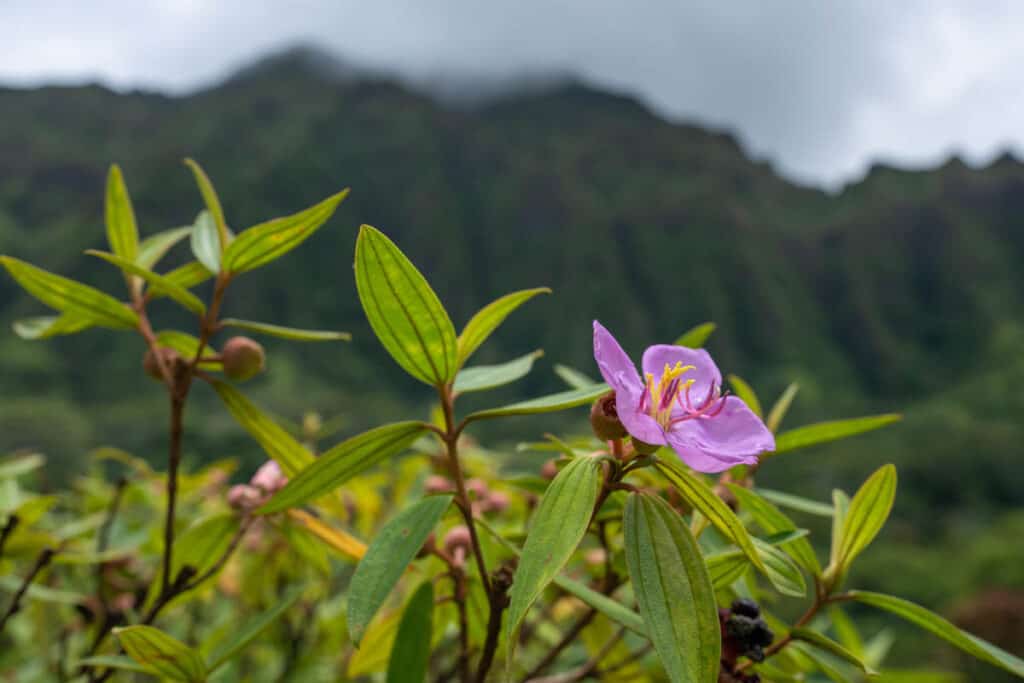 A plant at the Ho'omaluhia Botanical Garden in Oahu, Hawaii