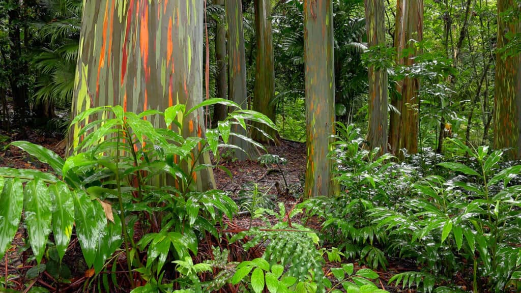 The rainbow eucalyptus grove is one of the most colorful Road to Hana stops in Maui!