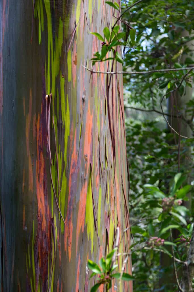 Rainbow eucalyptus tree at the Keanae Arboretum in Maui, Hawaii