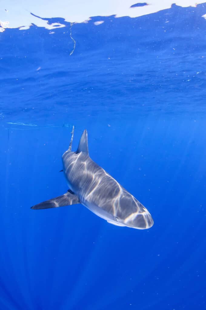 Swimming with sharks on Oahu's north shore