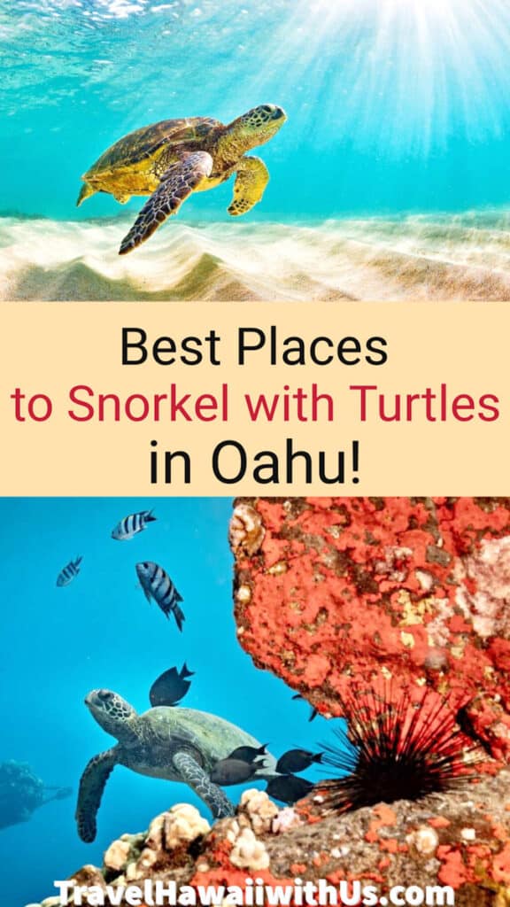Discover the best spots for snorkeling with turtles in Oahu, plus tips for a great experience!
