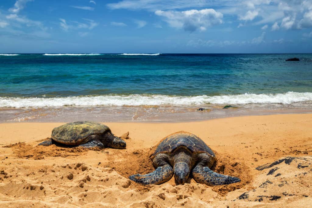 Hawaiian green sea turtles at Laniakea Beach in Oahu, HI