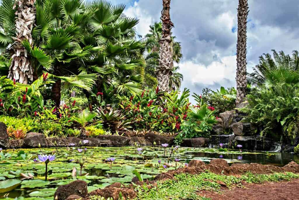 Beautiful botanical garden, Waimea Valley park on Oahu island