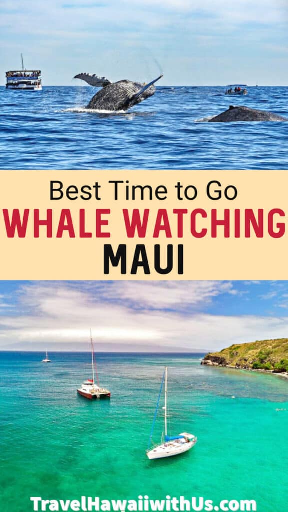 Discover the ultimate guide to whale watching in Maui! When to go, plus tips for the best experience!