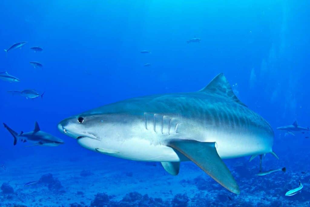 Tiger shark in the Pacific waters