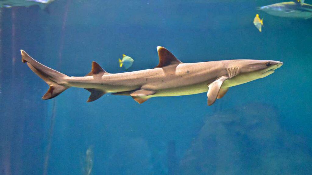 White tip reef shark swimming in clear blue Hawaiian waters