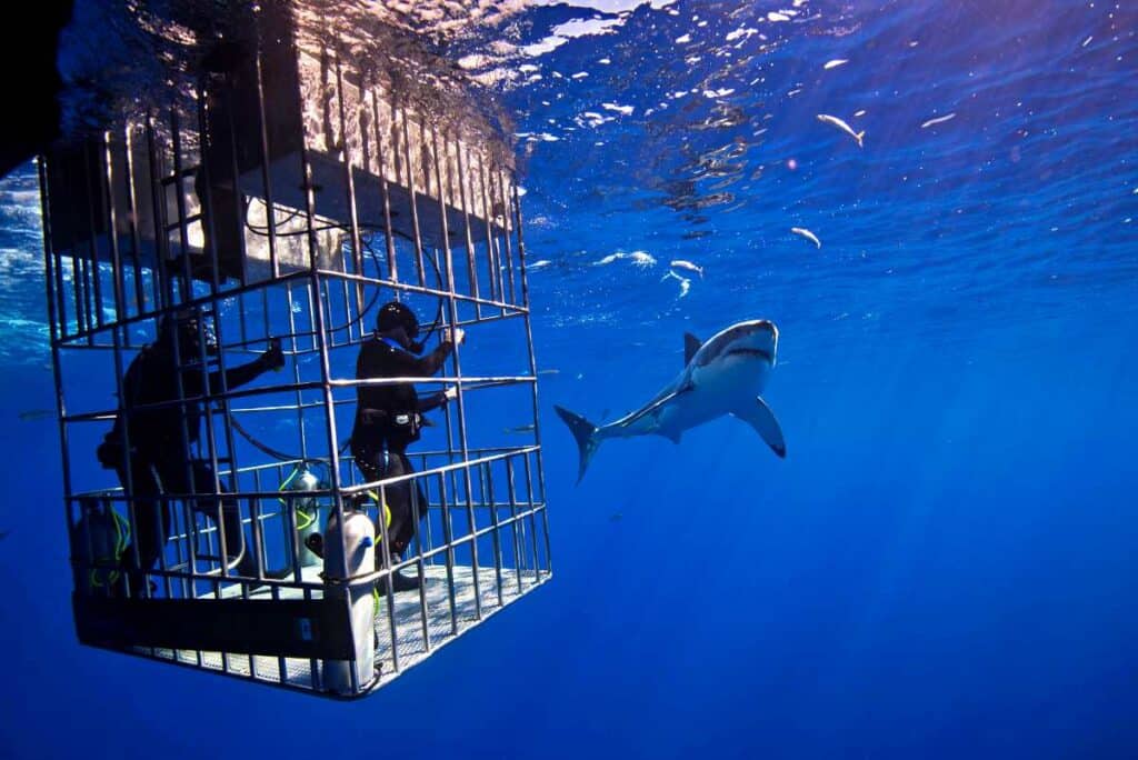 Cage diving with sharks in Oahu