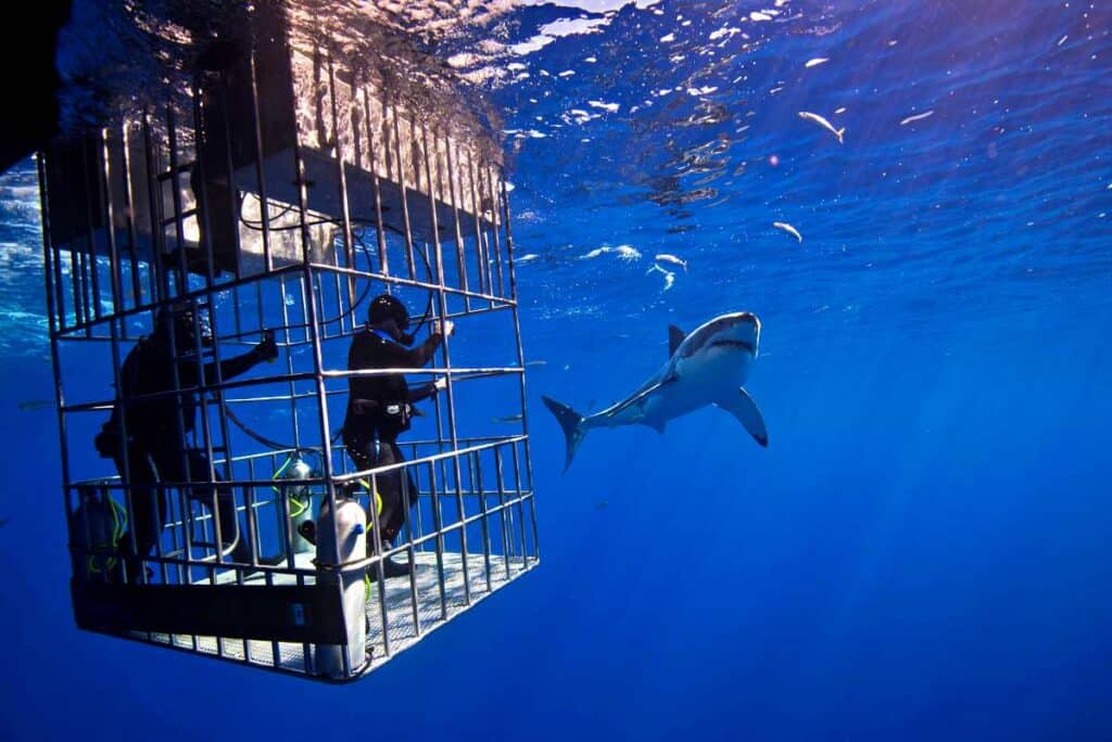 Cage diving with sharks in Oahu | Things to do and see near Honolulu Hawaii