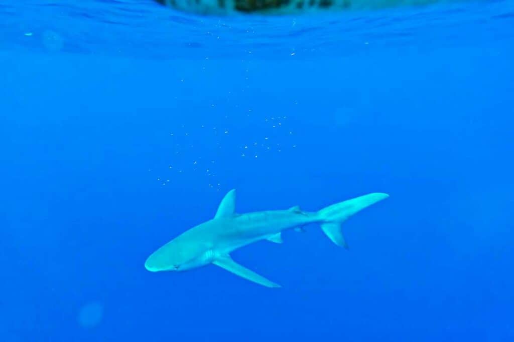 A Galapagos shark swimming in the beautiful blue waters of the Pacific Ocean