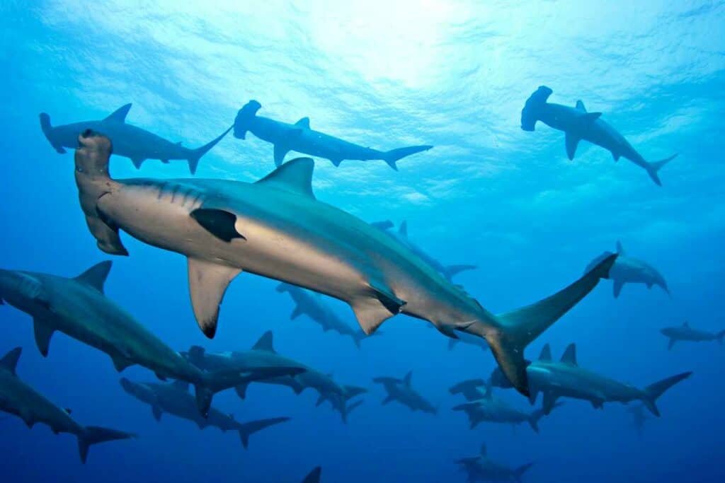 School of hammerhead sharks in Oahu waters