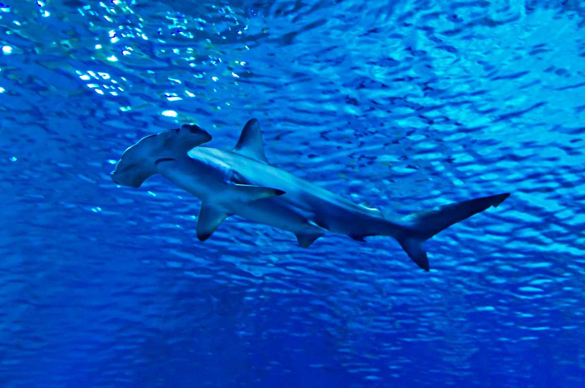 Hammerhead shark in Oahu waters