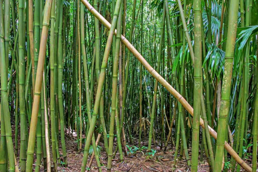 Dense bamboo forest on Manoa Falls Trail