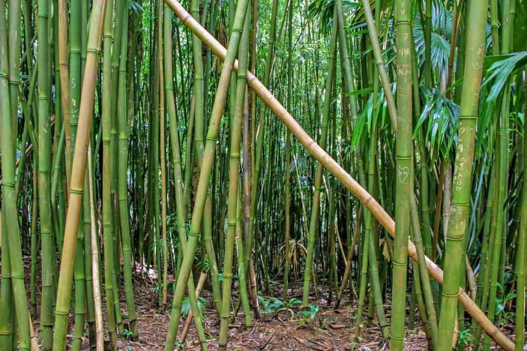 Dense bamboo forest