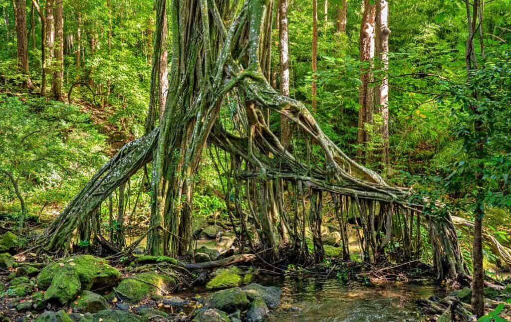 River flowing through the hanging roots of banyan tree on Judd trail in Oahu