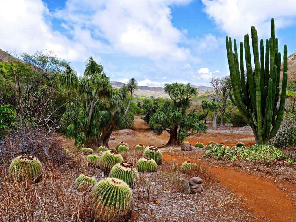 Visiting Koko crater botanical garden, one of the best things to do in Honolulu for free!