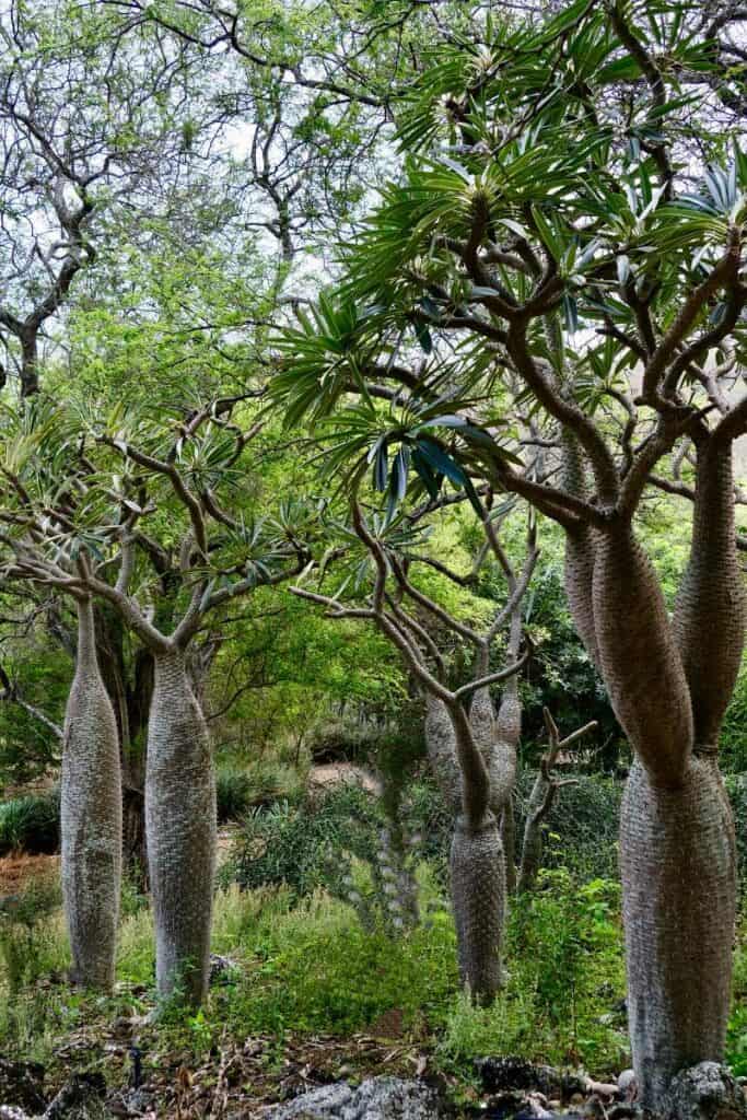 Trees from Madagascar at Koko Crater Botanical Garden near Honolulu. Oahu Island. Hawaii
