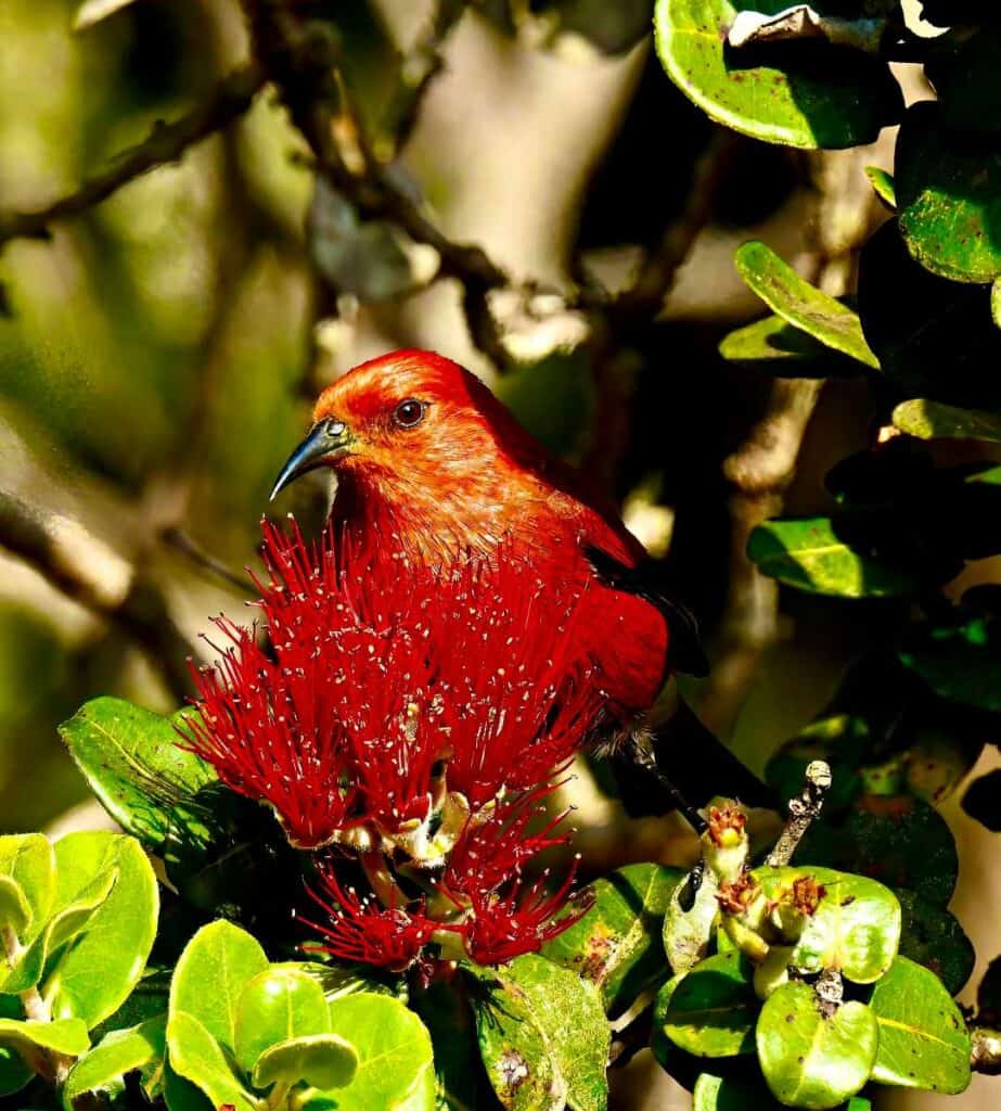 Apapane, an endemic Hawaiian bird species, feeds on the nectar of the Ohi'a Lehua flowers 