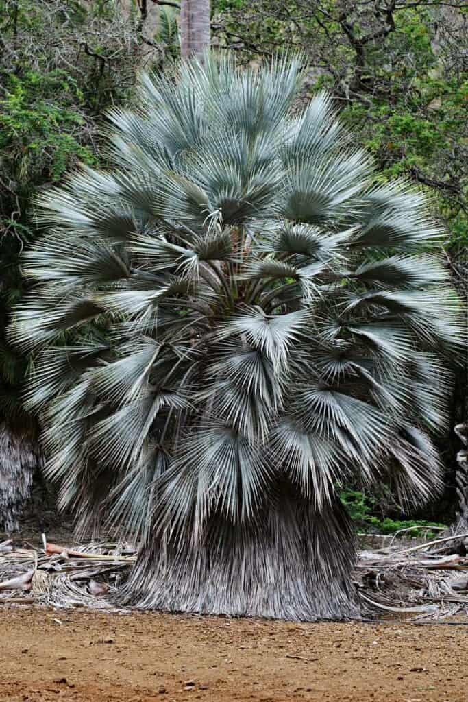Silver palm tree on Koko Crater botanical garden trail. Honolulu. Oahu. Hawaii. USA